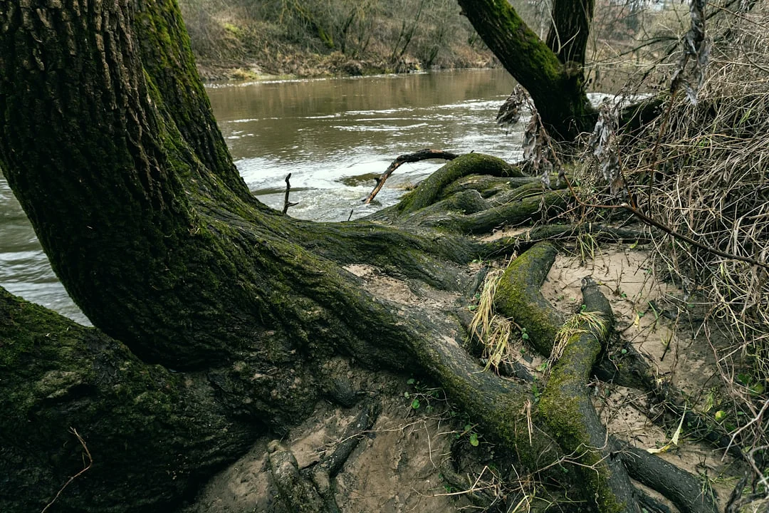 Bazi financial growth Can Bazi Reveal Periods of Financial Growth? chinese metaphysics illustration zen style