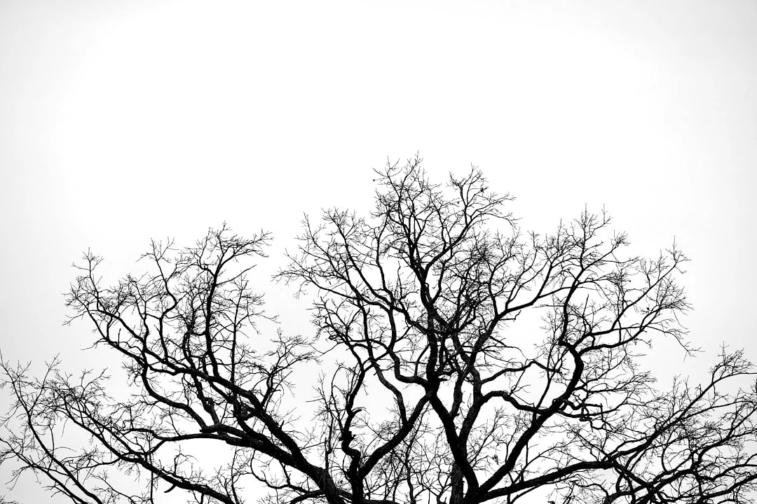 Bazi elección de carrera ¿Cómo Bazi ayuda a elegir el camino correcto en la carrera chinese metaphysics illustration zen style