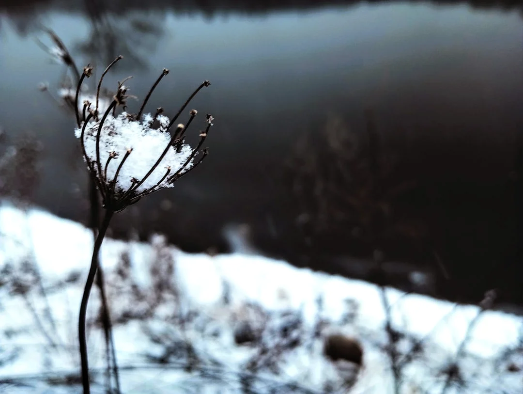 habilidad emprendedora Bazi ¿Cómo demostrar habilidad emprendedora con Bazi? chinese metaphysics illustration zen style