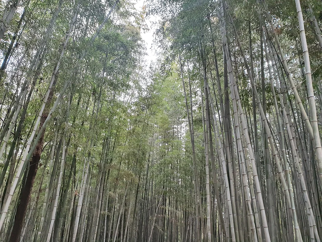 habilidad emprendedora Bazi ¿Cómo demostrar habilidad emprendedora con Bazi? chinese metaphysics illustration abstract energy