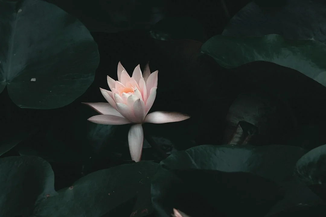 Potencial de Riqueza Bazi Potencial de Riqueza con Bazi chinese metaphysics illustration abstract energy