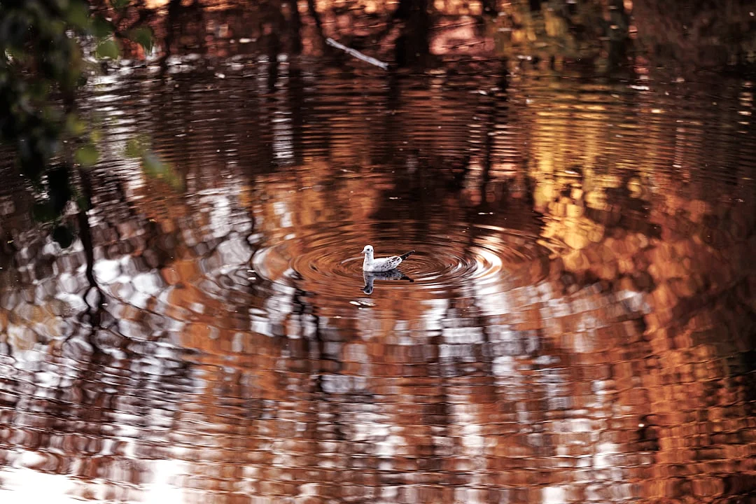 Armonía de los elementos Desbloquea estabilidad con la armonía de los elementos: Metáfisis de Bazi para equilibrio de la vida chinese metaphysics illustration abstract energy