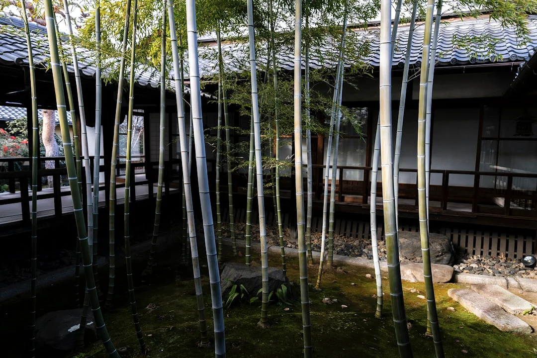 oportunidades de riqueza en Bazi Identificando Oportunidades de Riqueza en Bazi: Desbloquea Tu Destino chinese metaphysics illustration zen style