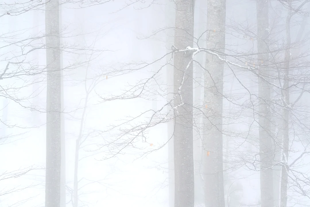 career strengths How Does Your Chart Reveal Career Strengths? chinese metaphysics illustration zen style