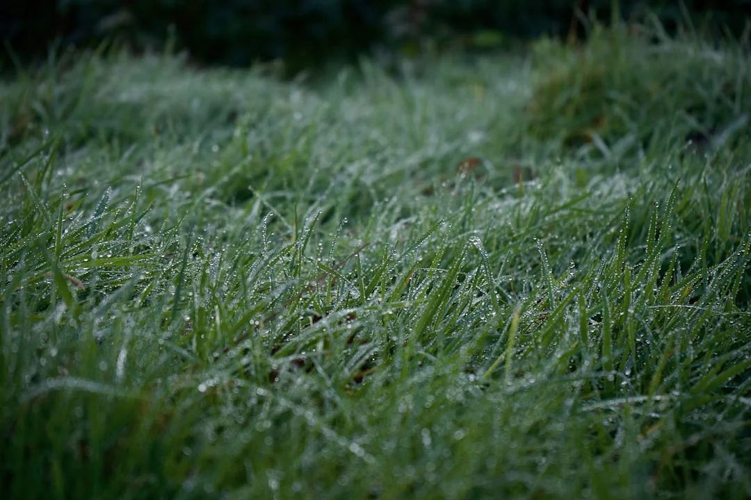 ciclos de la suerte en el crecimiento en carrera Comprender los Ciclos de la Suerte en las Estrategias de Crecimiento en Carrera chinese metaphysics illustration zen style