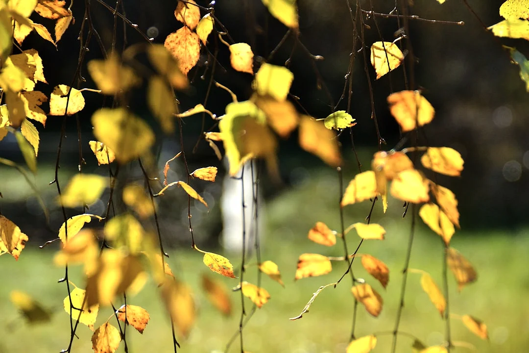 gráficos poderosos ¿Por qué algunos personas tienen gráficos más fuertes que otros? chinese metaphysics illustration abstract energy